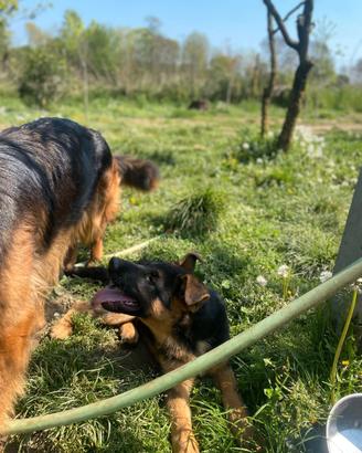 Disponibile cucciolo pastore tedesco