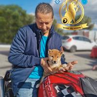 Cuccioli originali di shiba inu con pedigree