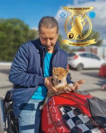 Cuccioli originali di shiba inu con pedigree