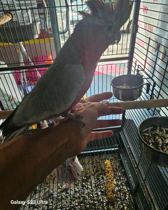 animali