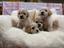 Immagine 26