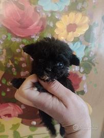 Cuccioli barboncini Toy