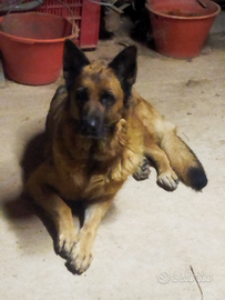 Il mio pastore tedesco