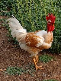 Gallo