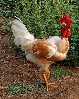 Gallo