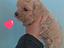 Immagine 4