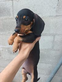 cuccioli bassotto. 