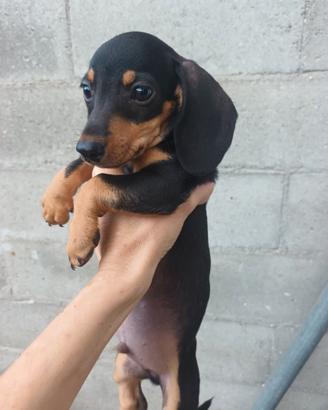 cuccioli bassotto. 