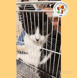 PIXEL meraviglioso bicolore