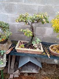bonsai piante autoctone