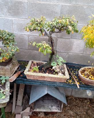 bonsai piante autoctone