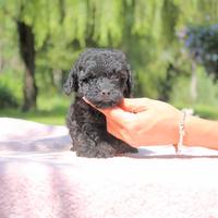 Cucciolina femmina di Barboncino nero