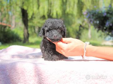 Cucciolina femmina di Barboncino nero