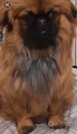 Cucciolo pechinese