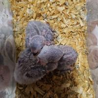 Inseparabile da imbecco