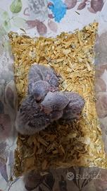 Inseparabile da imbecco