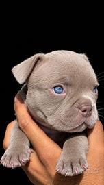American micro bully exotic