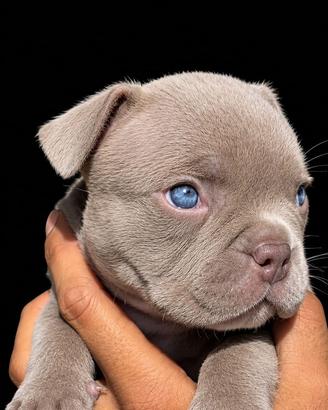 American micro bully exotic