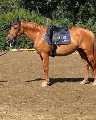 Pony Femmina