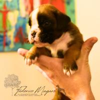 Boxer Cuccioli