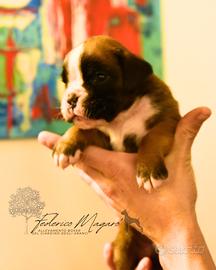 Boxer Cuccioli
