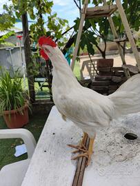 Polli Livornese