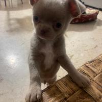 Chiuaua maschio lilac pedigree
