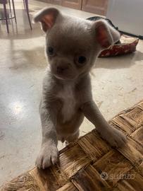 Chiuaua maschio lilac pedigree