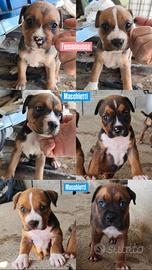 American Staffordshire Terrier