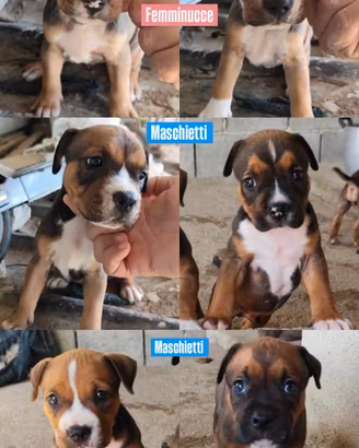 American Staffordshire Terrier