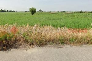 Terreno Residenziale Badia Polesine