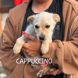 Cappuccino cucciolo in adozione tg medio piccola