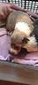 cucciolo-pastori-scozzese-lassie-