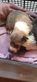 Cucciolo pastori scozzese "Lassie"
