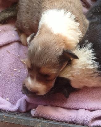 Cucciolo pastori scozzese "Lassie"
