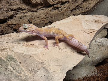 Geco Leopardino Subadulti