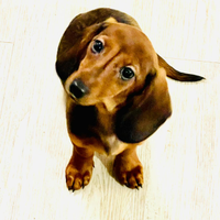 Bassotto tedesco maschio fulvo kaninchen