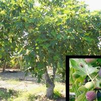 piante  di  fichi  bianchi  e  neri 