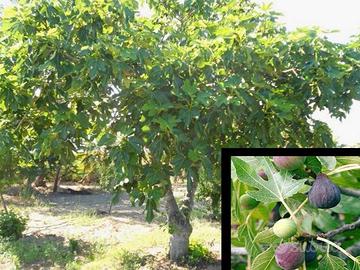 piante  di  fichi  bianchi  e  neri 
