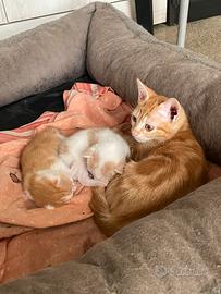 Gattini arancioni