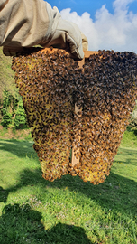 Famiglie di Api - Sciami - Nuclei