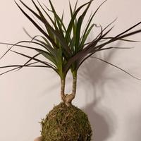 Kokedama