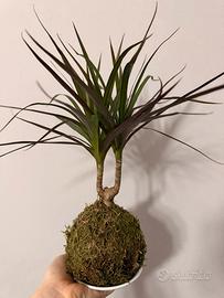 Kokedama