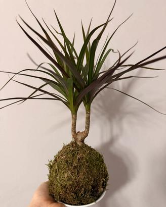 Kokedama