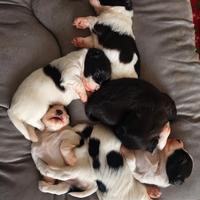 Cuccioli di Bichon Havanese