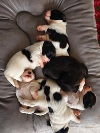 Cuccioli di Bichon Havanese