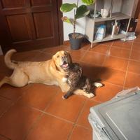 Maschio per accoppiamento