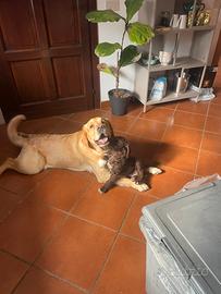 Maschio per accoppiamento