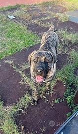 Maschio di Cane Corso x monta