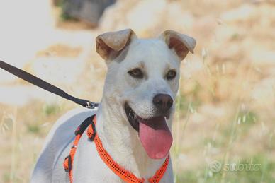 Stupenda cucciola in attesa di adozione